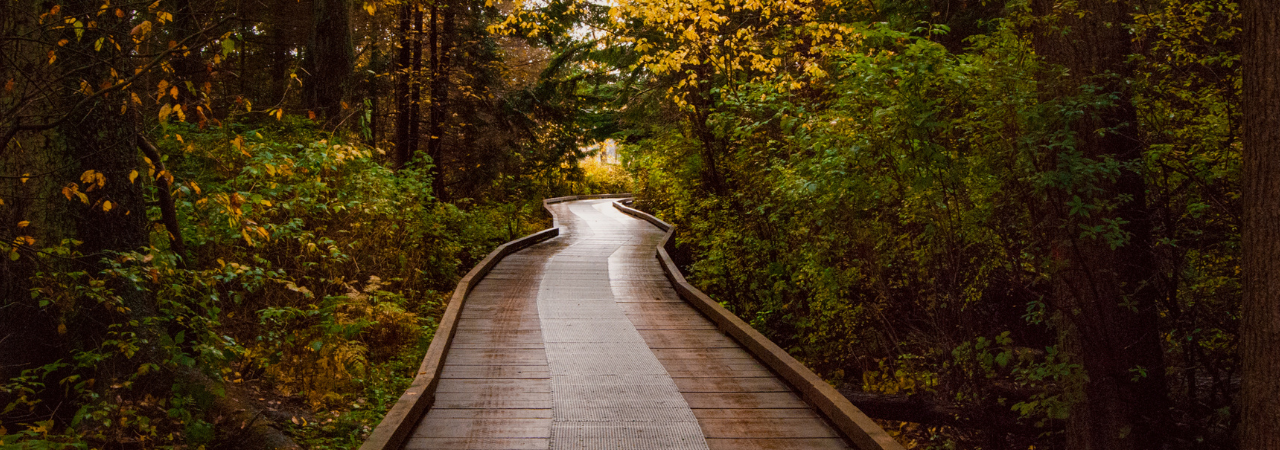 path leading into the woods